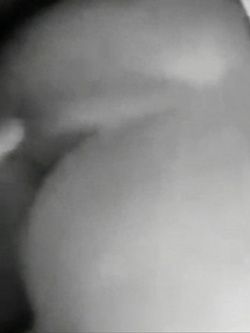 Cavalcando a pecorina