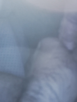 Me stesso mentre scopo