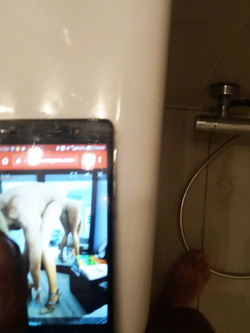 Tributo per mercuzia