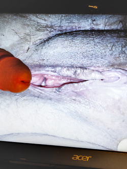 Forse si convince di piacere... Grazie "tributoman" !