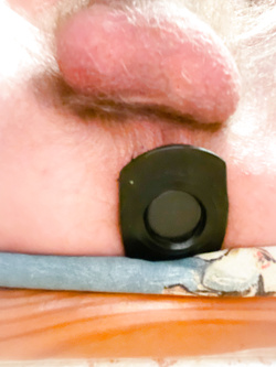 Eseguo diligentemente gli ordini di mia moglie