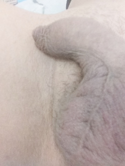 Scoprirmi in una notte calda , a riposo (show my dick)