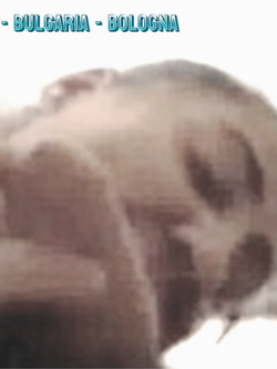 MANUELA -  TROIONA ESIBIZIONISTA DI BO